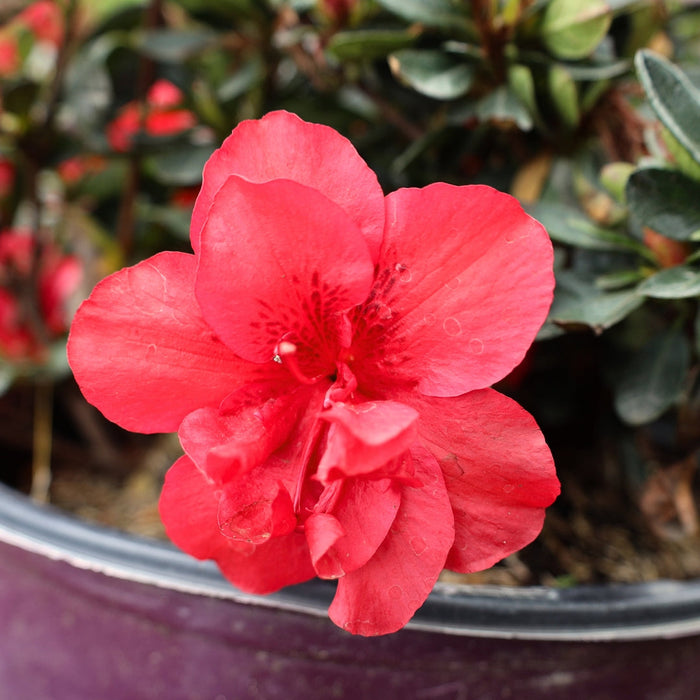 Close-up of Autumn Fire® Encore® azalea flower, semi-double velvety true red bloom with rich texture and bold color.