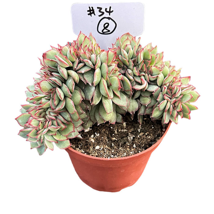 Crested Echeveria Moon Gad varnish #8 (4 inch) (Limited)