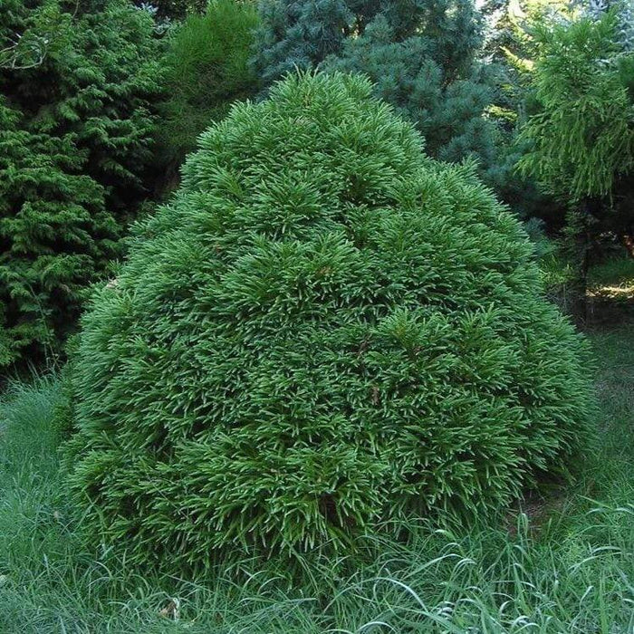 Cryptomeria Globosa Nana with rounded dome-shaped form, fine evergreen texture, and compact shrub habit in the garden.