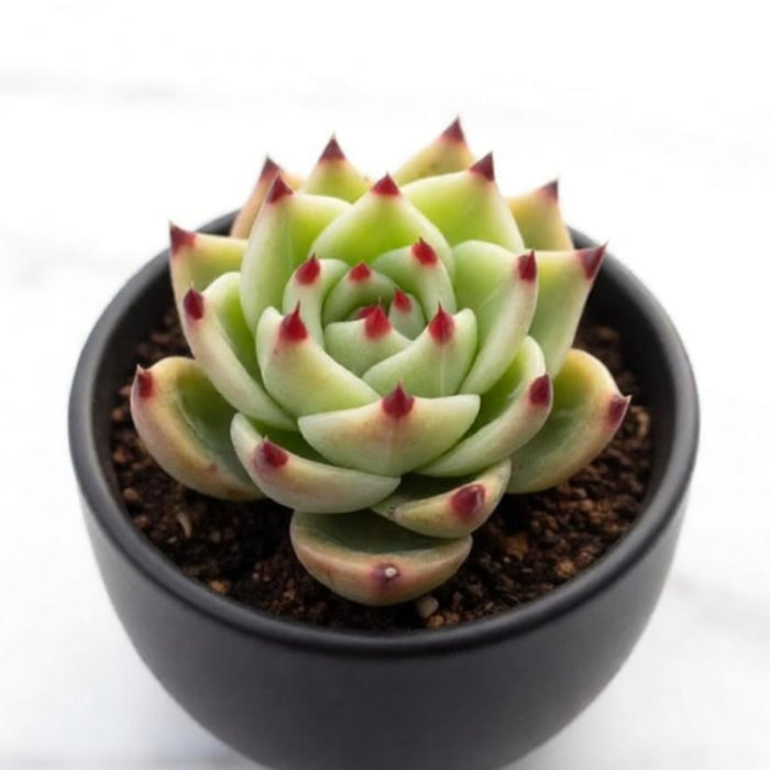 Echeveria Agavoides 'Blue Dragon' (4 inch)