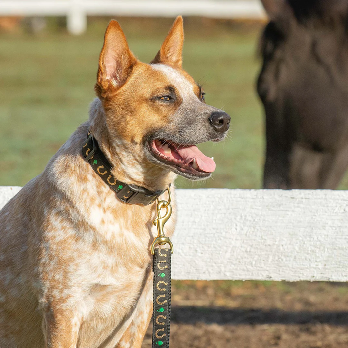 horseshoe-shamrock-dog-leash
