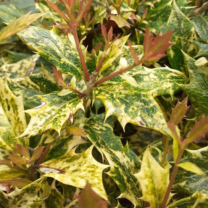 Osmanthus heterophyllus Goshiki variegated leaves with cream, gold, and green color and red new growth