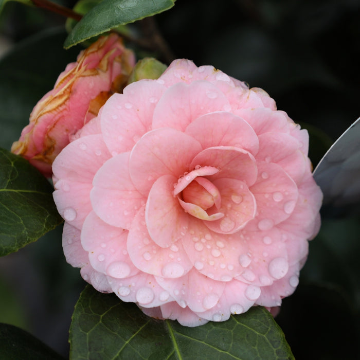 close up shot of pink perfection camellia flower after a spring shower