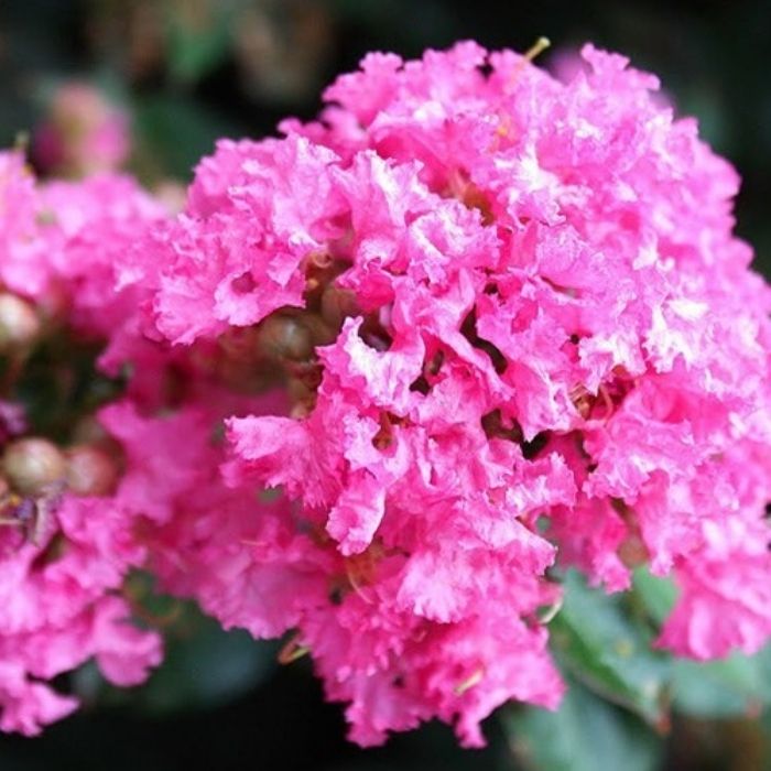 Compact Pocomoke Crape Myrtle shrub with pink summer flowers near a foundation bed