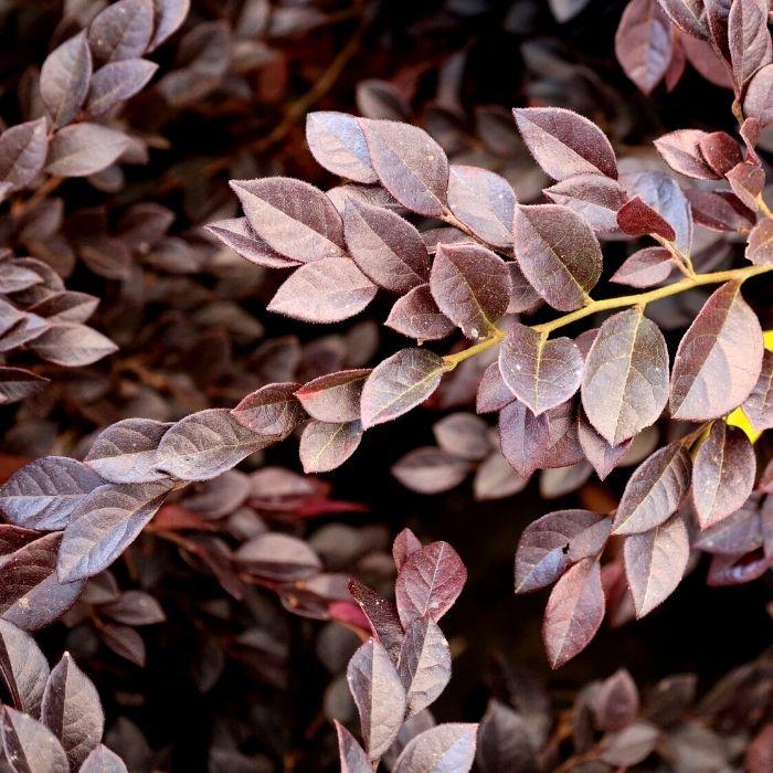 Loropetalum Purple Daydream with rich purple leaves