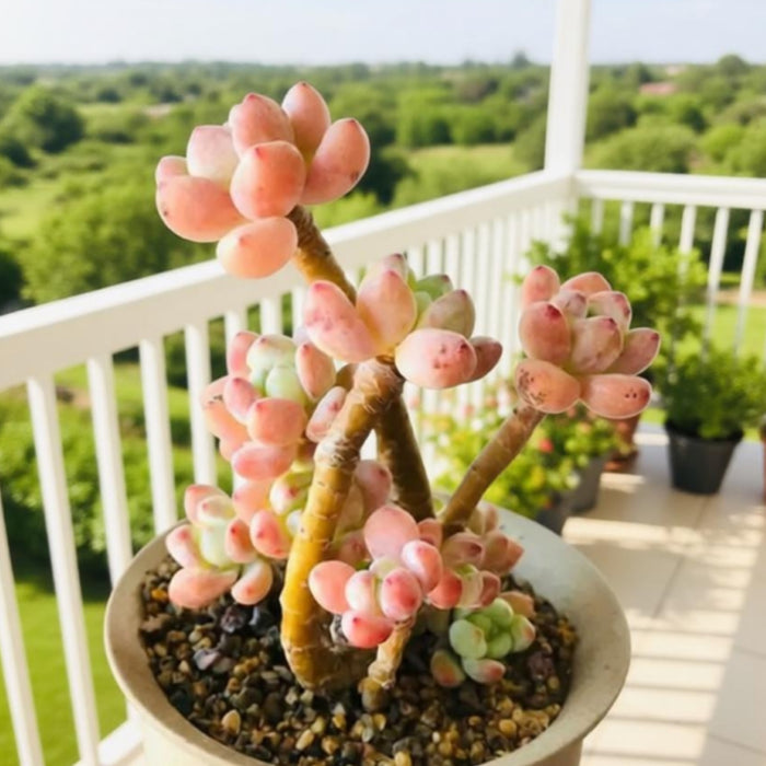 Sedum Clavatum (4 inch)