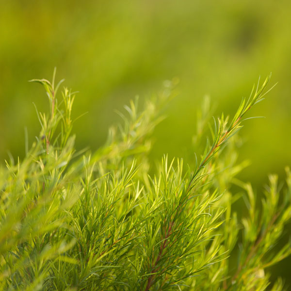 Tea Tree - Essential Oil
