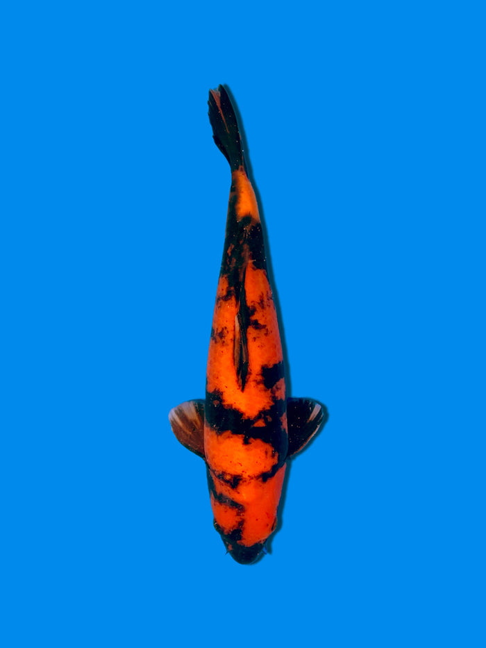 Velda Fish Feeder PRO