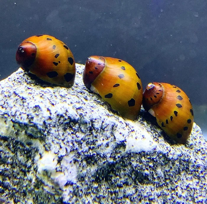 Three orange-spotted Neritina semiconica snail shells on rock