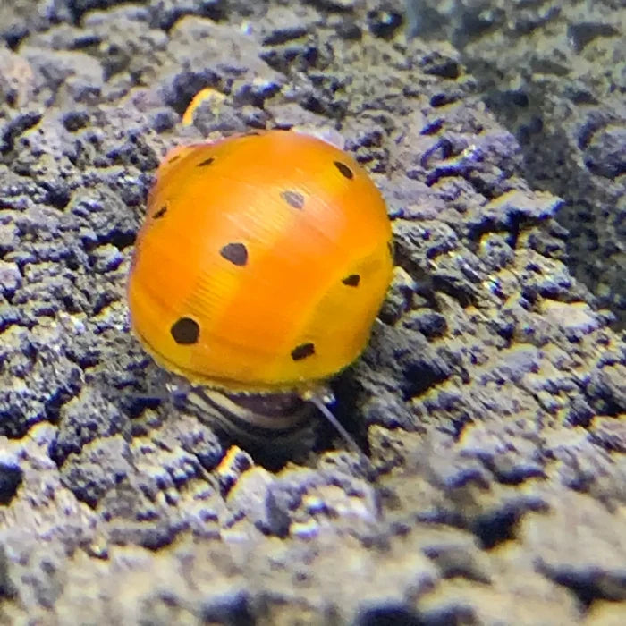 Tiger Nerite Snail (Neritina semiconica) with orange spotted shell — live freshwater snail