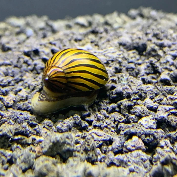 Zebra Nerite Snail with yellow-brown striped shell — live freshwater snail