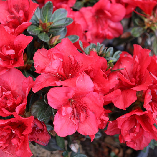 Autumn Fire® Encore® azalea in a foundation bed, compact evergreen mound covered in true red blooms for season-long curb appeal.