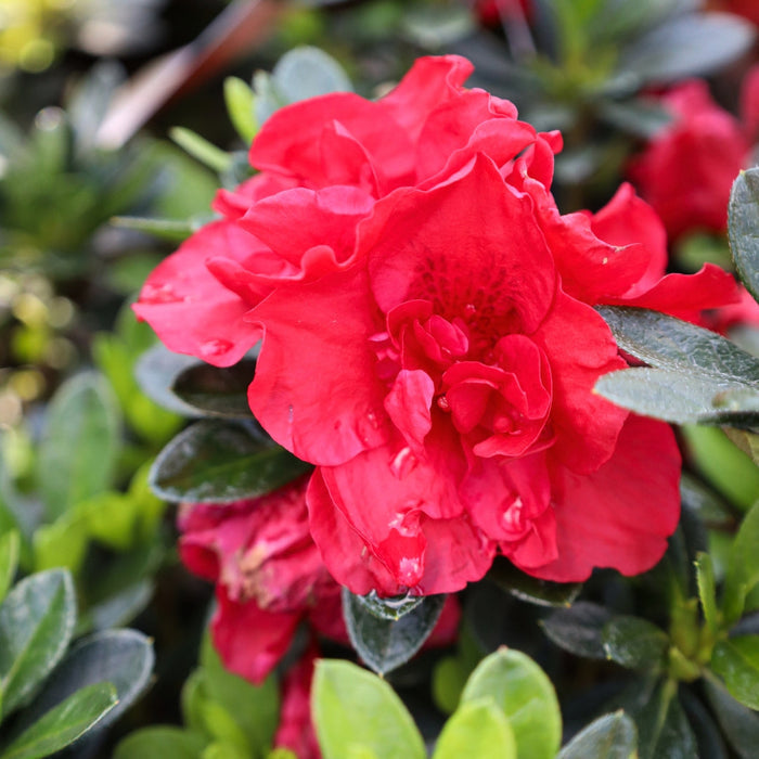 Autumn Fire® Encore® azalea in bloom