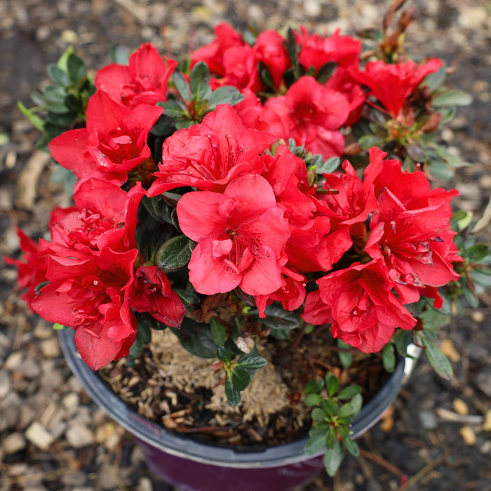 Azalea Autumn Fire Shrub blooming in a 3-gallon pot ready to ship