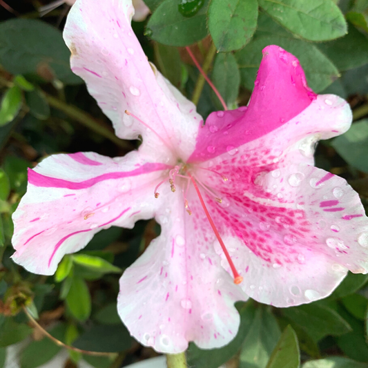 Close-up of Autumn Twist® azalea bloom, white petals striped and flecked with purple, plus occasional solid purple flowers, soft texture.
