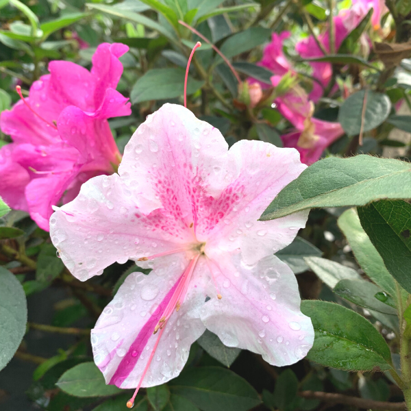 Autumn Twist® Encore® azalea in a foundation bed, evergreen shrub covered in purple-and-white striped blooms for standout curb appeal.