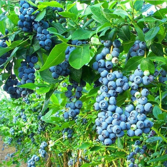 Bluecrop Blueberry Shrub with ripe berries and green foliage