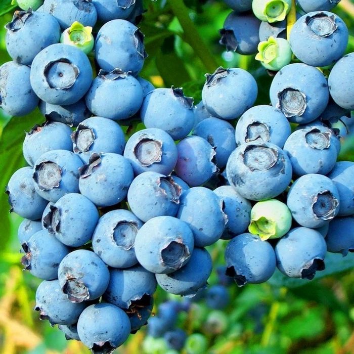 Bluecrop Blueberry Bush stem full of berries and green foliage