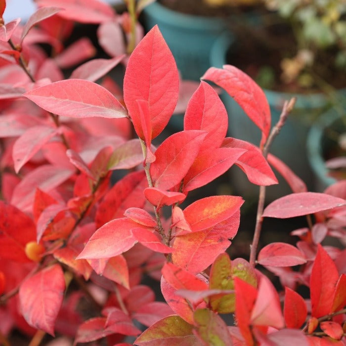 bright red fall foliage on bluecrop blueberry shrub