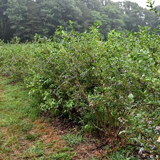Bluecrop Blueberries planted as a hedge in the landscape