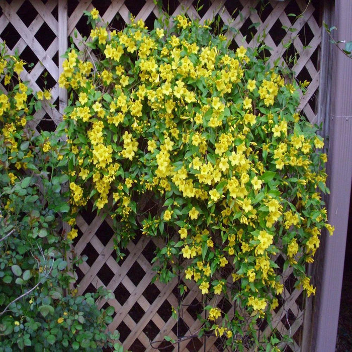 Carolina Jessamine vine climbing a trellis, glossy green foliage with bright yellow fragrant trumpets blooming in late winter sun.
