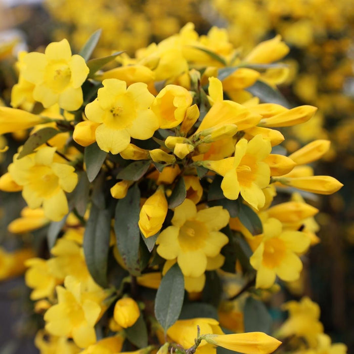 Close-up of Carolina Jessamine flowers, bright yellow trumpet blooms with soft fragrance and fine-textured evergreen foliage behind.