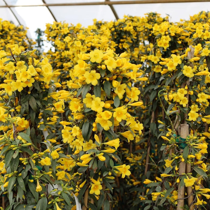 Our Carolina Jessamine Blooming in our Greenhouse