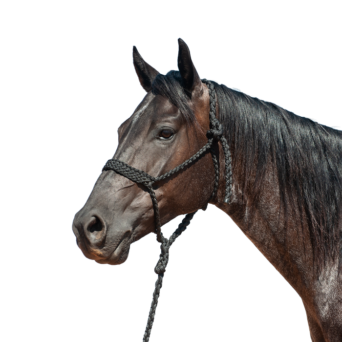 Cashel |  Flat Braid Halter w/ 9' Lead