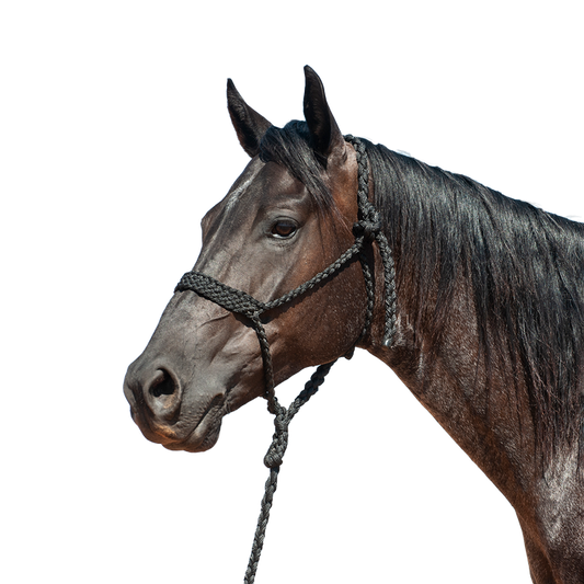 Cashel |  Flat Braid Halter w/ 9' Lead