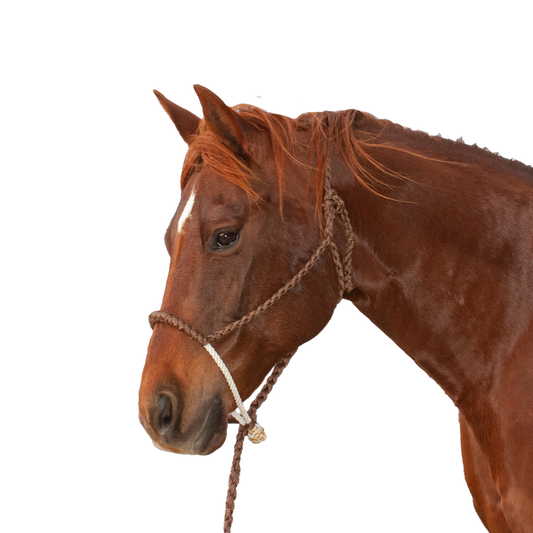Classic Equine | Halter w/Lead | Rope Nose