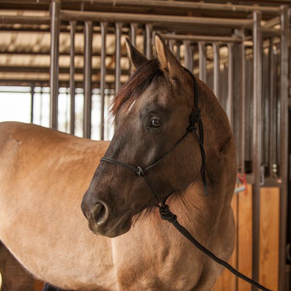 Classic Equine | Premium Rope Halter