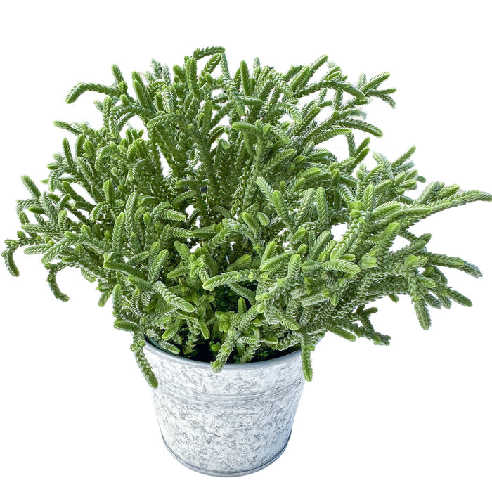 Crassula pyramidalis Thumb / Pagoda Mini Jade (4 inch)