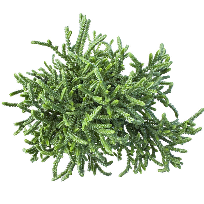 Crassula pyramidalis Thumb / Pagoda Mini Jade (4 inch)