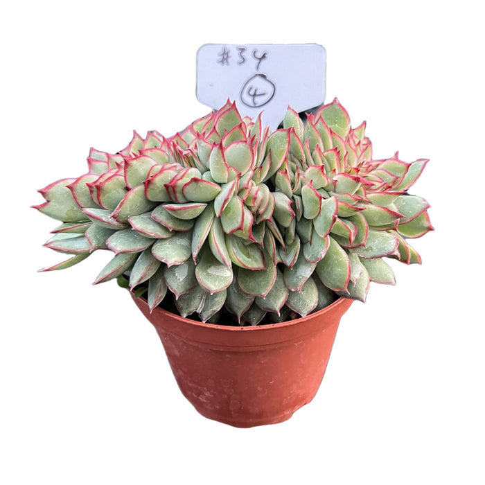 Crested Echeveria Moon Gad varnish #4 (4 inch) (Limited)