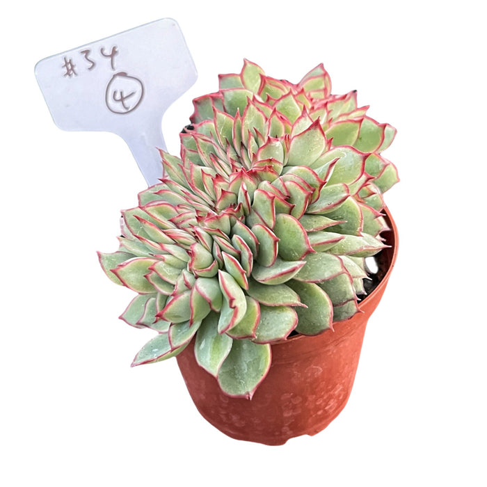 Crested Echeveria Moon Gad varnish #4 (4 inch) (Limited)