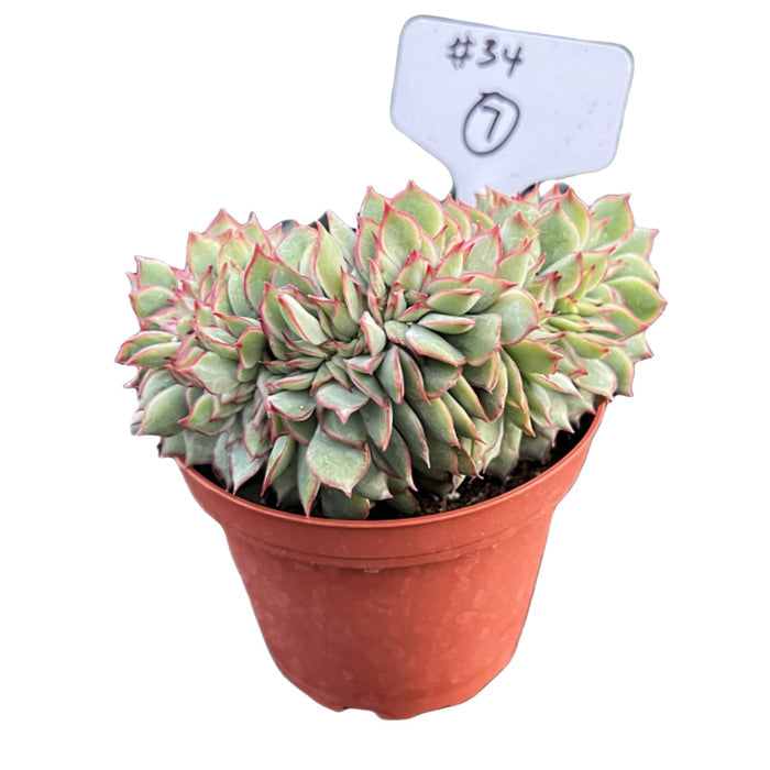 Crested Echeveria Moon Gad varnish #7 (4 inch) (Limited)