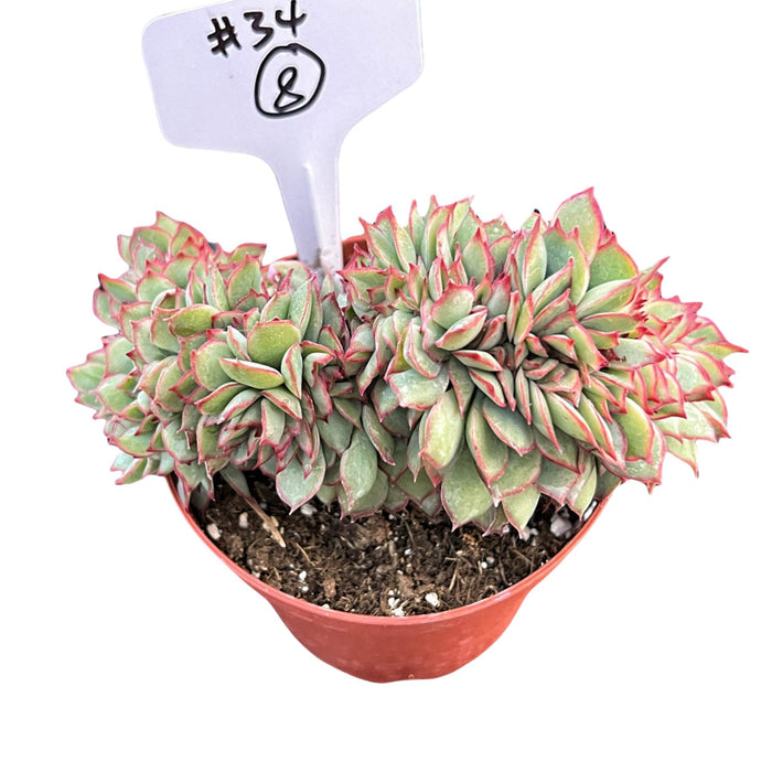 Crested Echeveria Moon Gad varnish #8 (4 inch) (Limited)