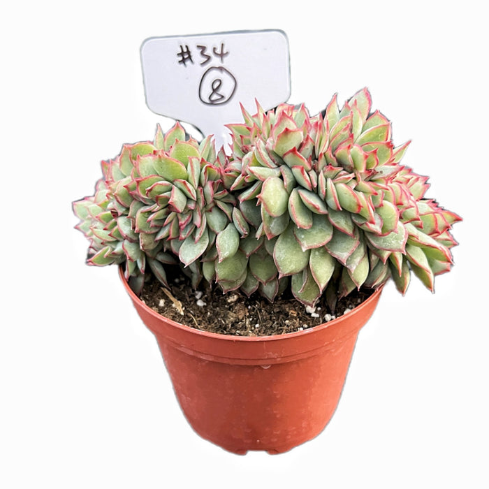 Crested Echeveria Moon Gad varnish #8 (4 inch) (Limited)