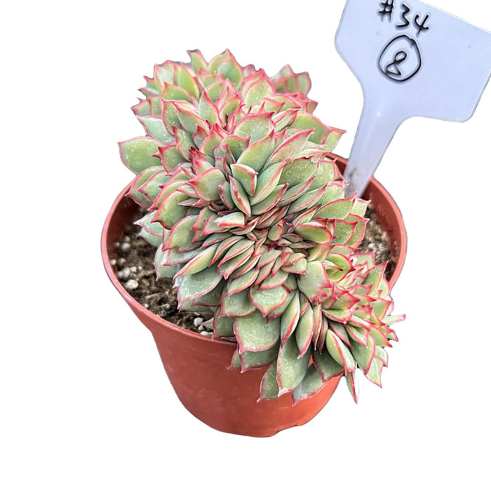 Crested Echeveria Moon Gad varnish #8 (4 inch) (Limited)