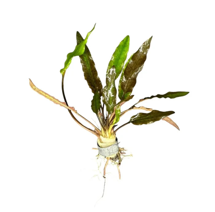 Cryptocoryne Lutea green aquatic plant with broad leaves and roots tied by white band