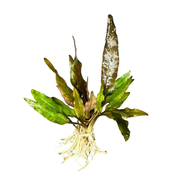 Cryptocoryne Lutea green aquatic plant with broad leaves and roots for aquariums
