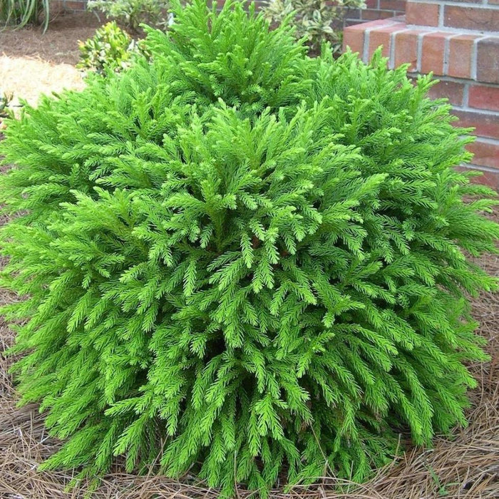 Cryptomeria Globosa Nana growing in a foundation bed with soft dense evergreen foliage and a compact rounded habit.