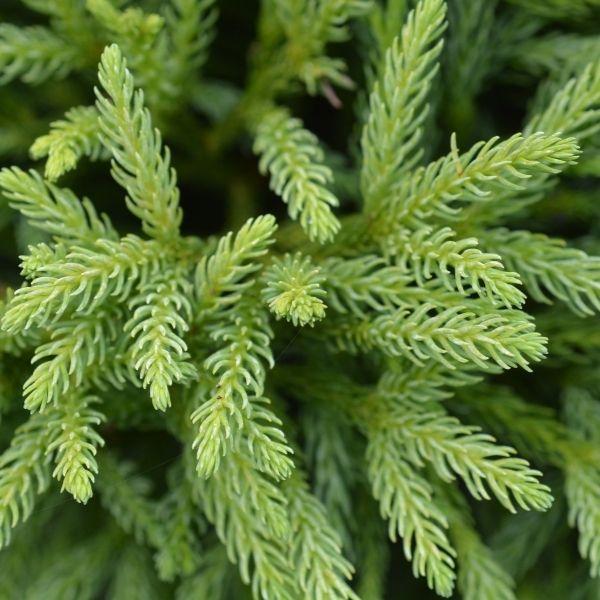 Close-up of Cryptomeria Globosa Nana foliage showing soft feathery green evergreen texture on dense compact branching.