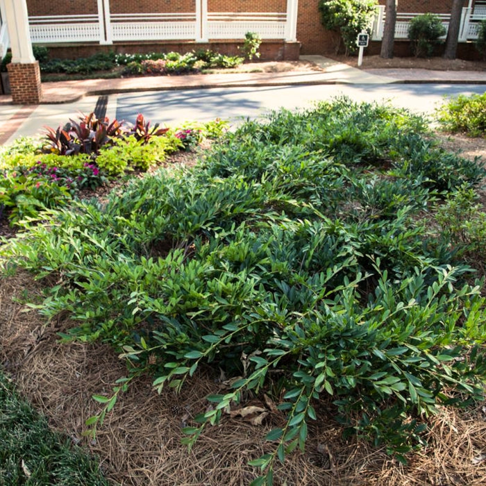 Matte blue-green foliage on Distylium Blue Cascade in a foundation planting