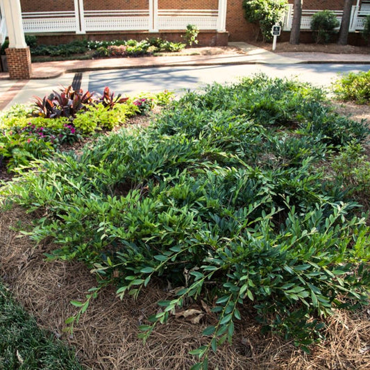 Matte blue-green foliage on Distylium Blue Cascade in a foundation planting