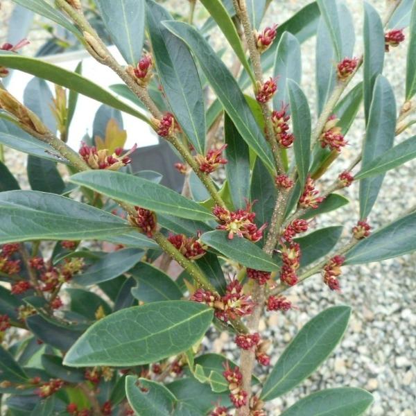Reddish winter flowers on Distylium Blue Cascade evergreen shrub