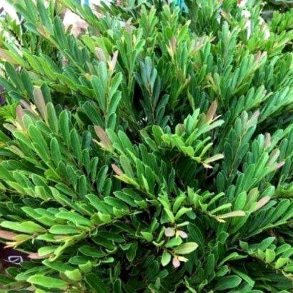Distylium Blue Cascade showing dense layered evergreen foliage