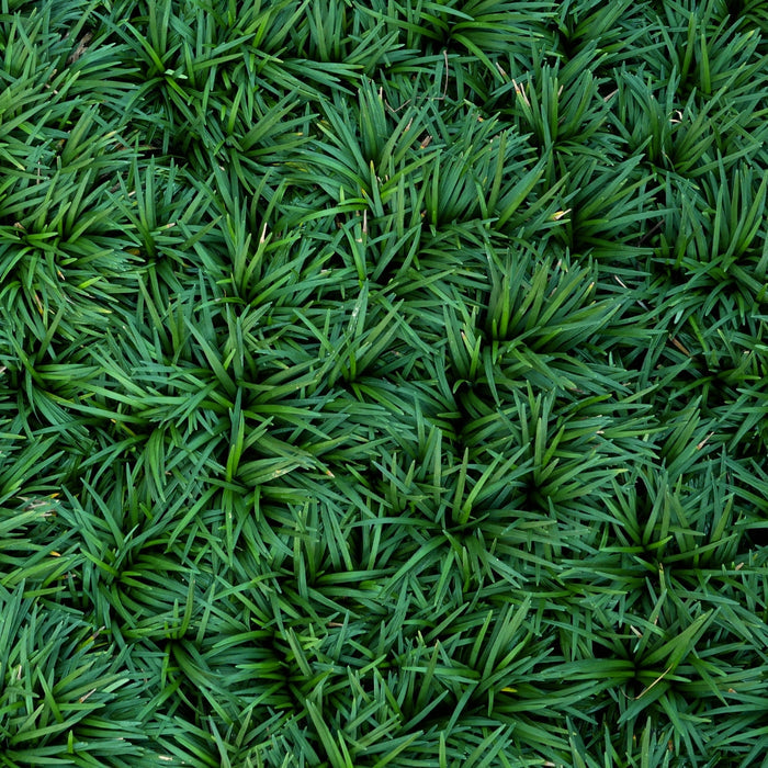 Dwarf Mondo Grass evergreen groundcover with dense dark green foliage for shaded pathways