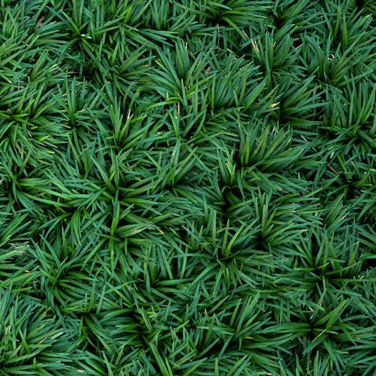 Dwarf Mondo Grass evergreen groundcover with dense dark green foliage for shaded pathways