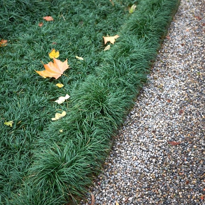 Dwarf Mondo Grass planted as a low evergreen groundcover along a shaded walkway